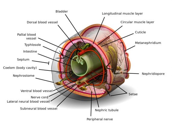 worm-cross-section